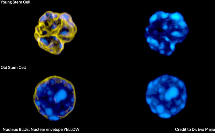 هوش مصنوعی راز پیری را در ساختار سه‌بعدی DNA آشکار می‌کند