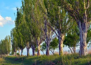 کشف ساختار ماهیچه‌ای پنهان در درختان برای اصلاح وضعیت ساقه!
